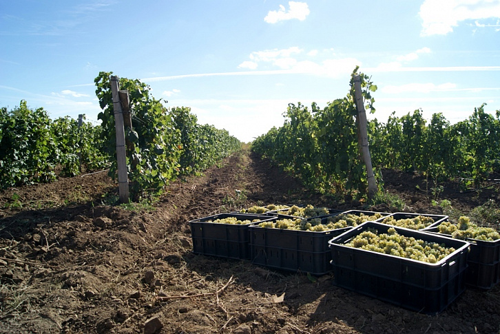 Государство способствует развитию виноградарства